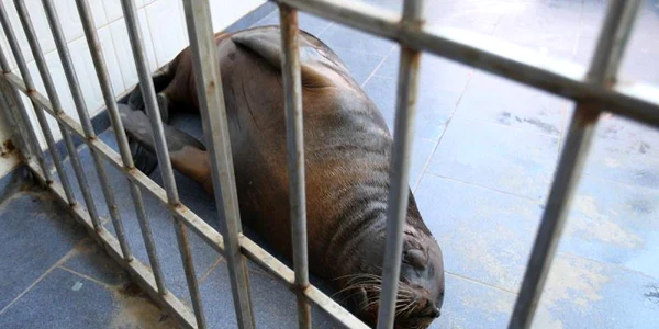 Leul de mare a fost adus la Constanţa în urmă cu 15 ani