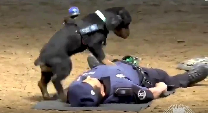 Polițistul cu blană din Madrid „face resuscitare” FOTO: X/ @AnalistaClara
