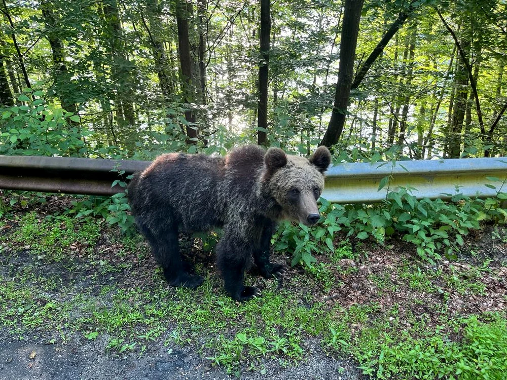 Urșii au devenit o prezență constantă pe Transfăgărășan FOTO Arhiepiscopia Argeșului și Muscelului