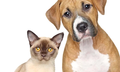 1 54172 original jpg jpeg