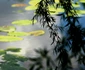 Resize of eminescu ipotesti monet giverny lucian muntean 010 JPG