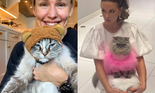 pisici  foto   Instagram jpg