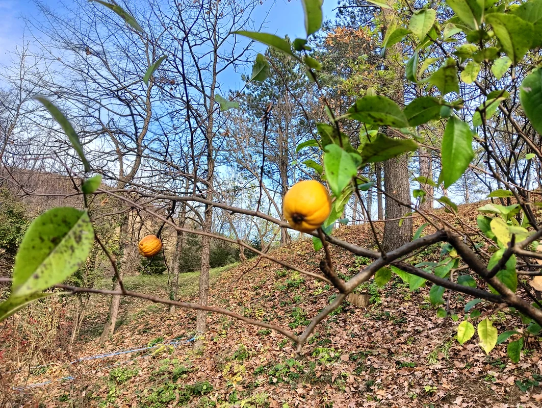 Grădina Botanică Prăjești, noiembrie 2023 FOTO MA