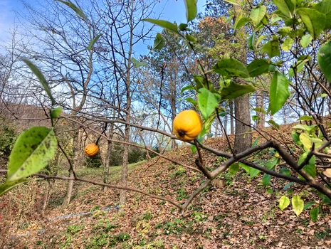 Grădina Botanică Prăjești, noiembrie 2023 FOTO MA
