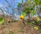 Grădina Botanică Prăjești, noiembrie 2023 FOTO MA