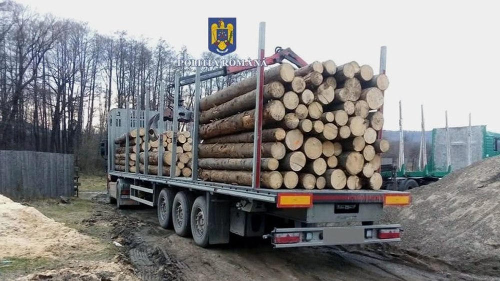Cum funcționează „mafia lemnului”. Sute de arbori, exploatați ilegal de tăietorii de lemne cu complicitatea pădurarilor
