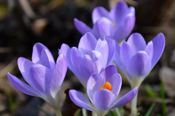 
    Din antichitate terapeutii comparau vioreaua cu trandafirul pentru frumusețea sa parfumul și virturile sale vindecătoare.  