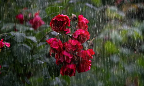 heavy rain 4864257 1280 jpg