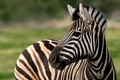 zebra jpeg