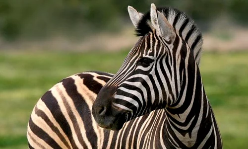 zebra jpeg