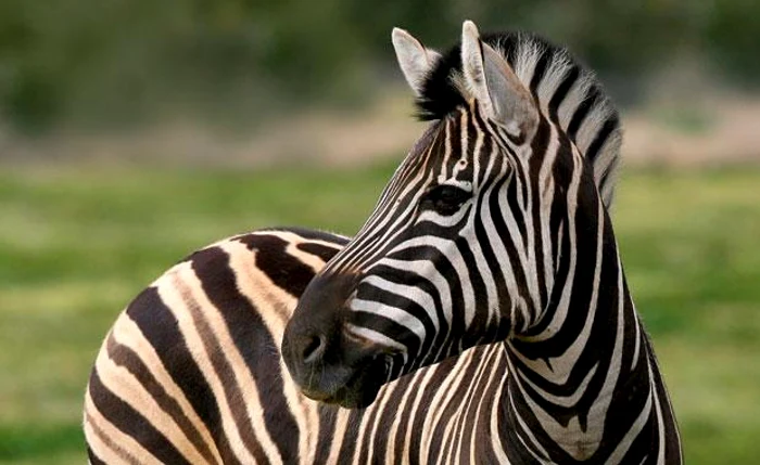 5 zebre au ajuns în România. Foto: Click.