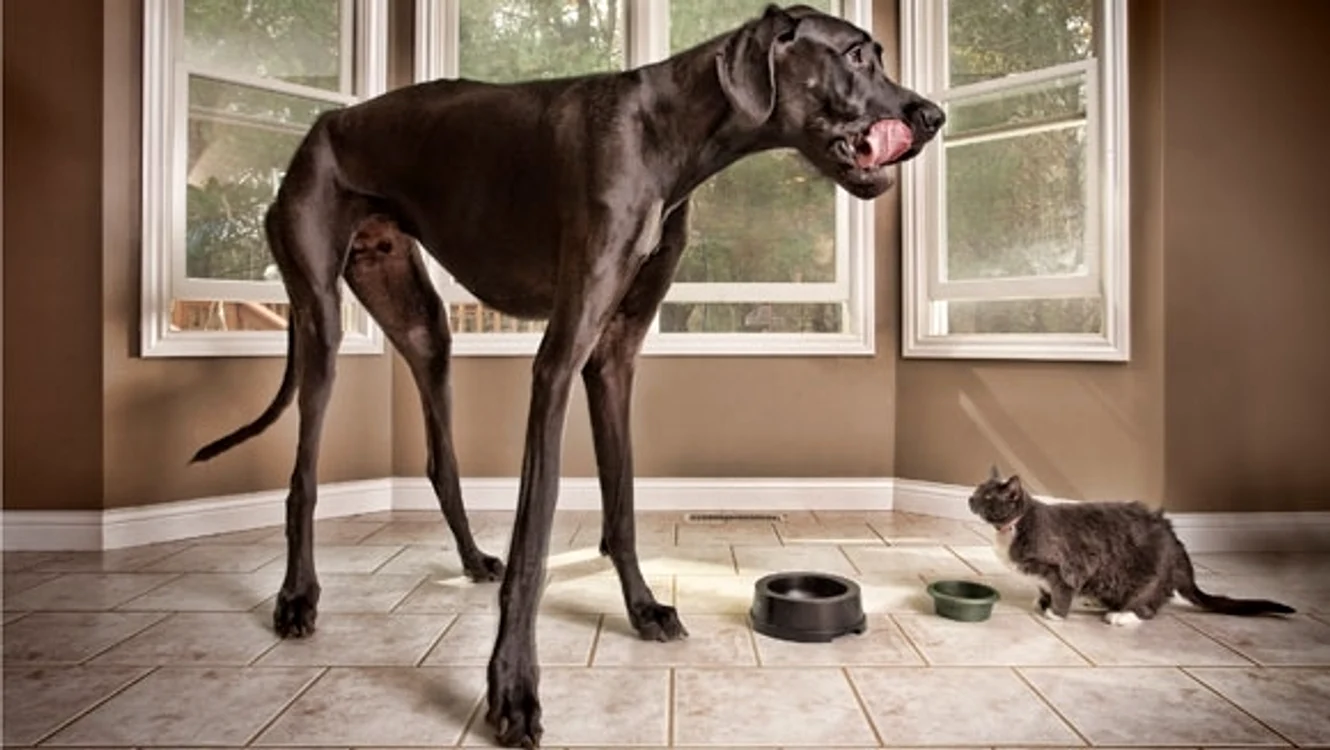 1 zeus tallest dog main tcm25 14878 jpg jpeg