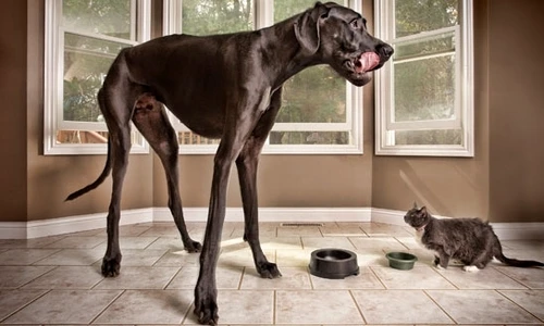 1 zeus tallest dog main tcm25 14878 jpg jpeg