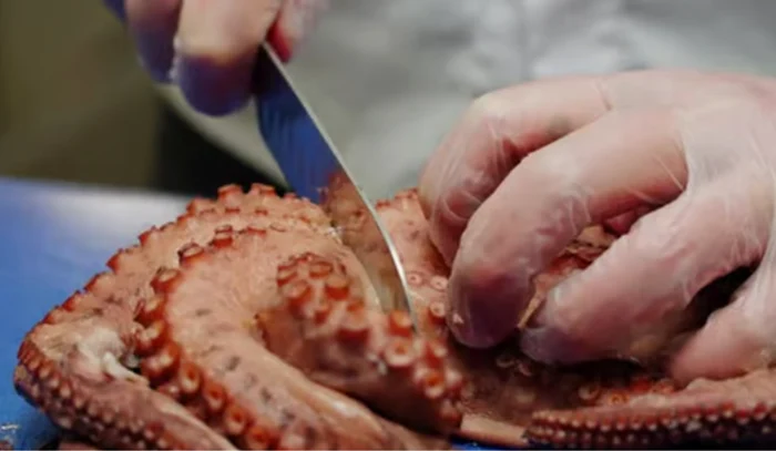 Caracatiță înainte de a fi gătită. Foto: Shutterstock