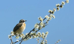 traducatoare de vise jpeg