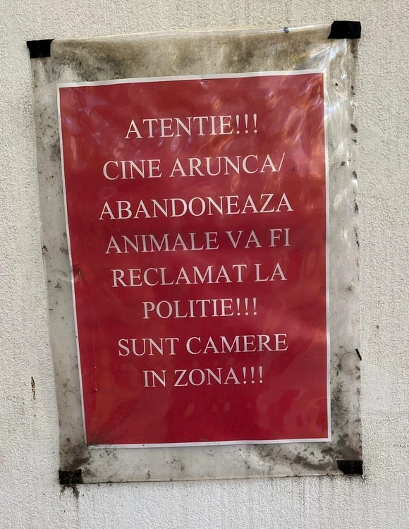 © M. Pleșu