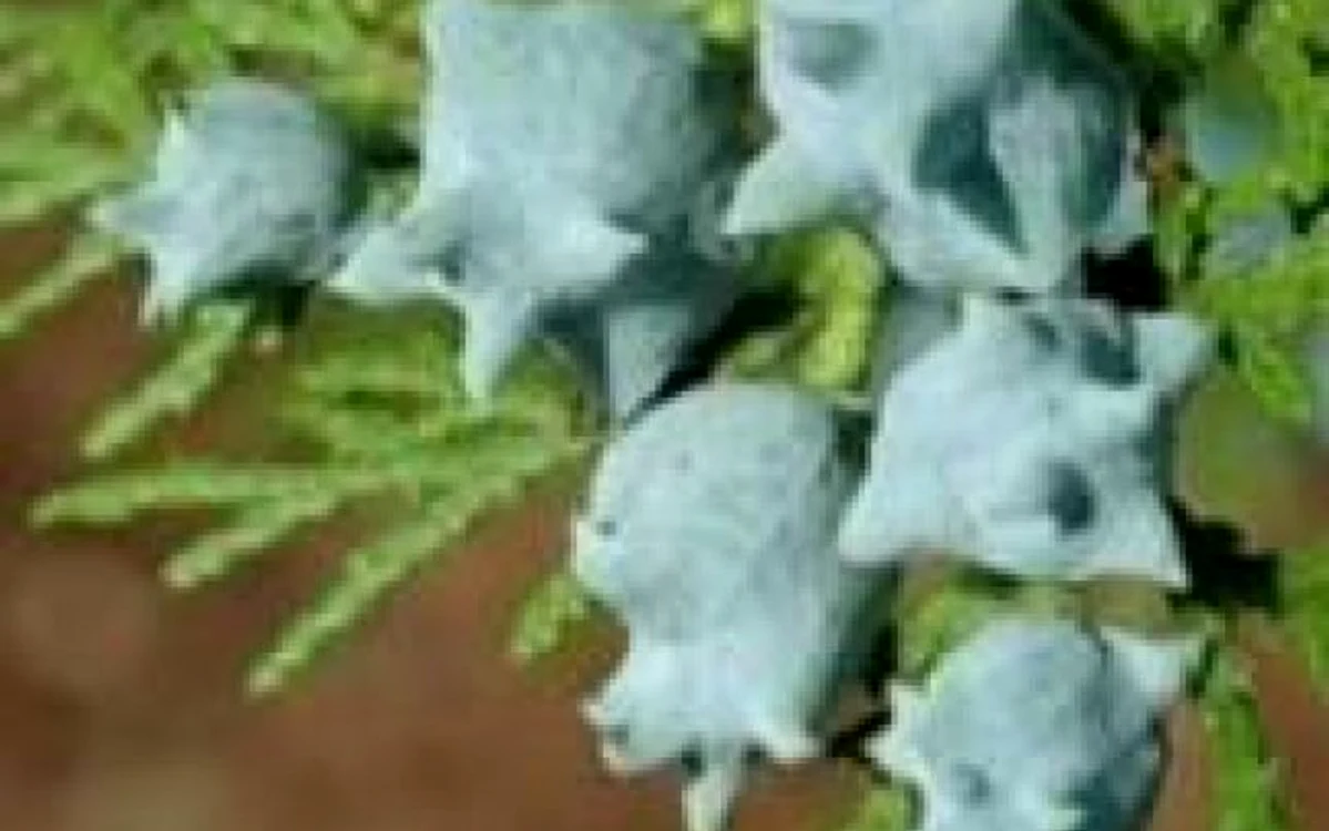 Ace de tuia