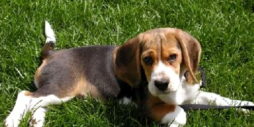 Bacău: Expoziție Chinologică la Insula de Agrement