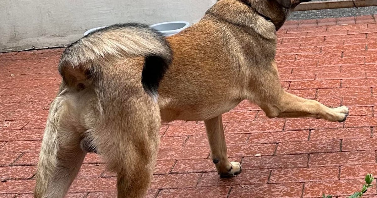 Recompensă generoasă pentru găsirea unui câine. „1000 de euro celui care îl găsește” sau una mult mai mare pentru un caz social