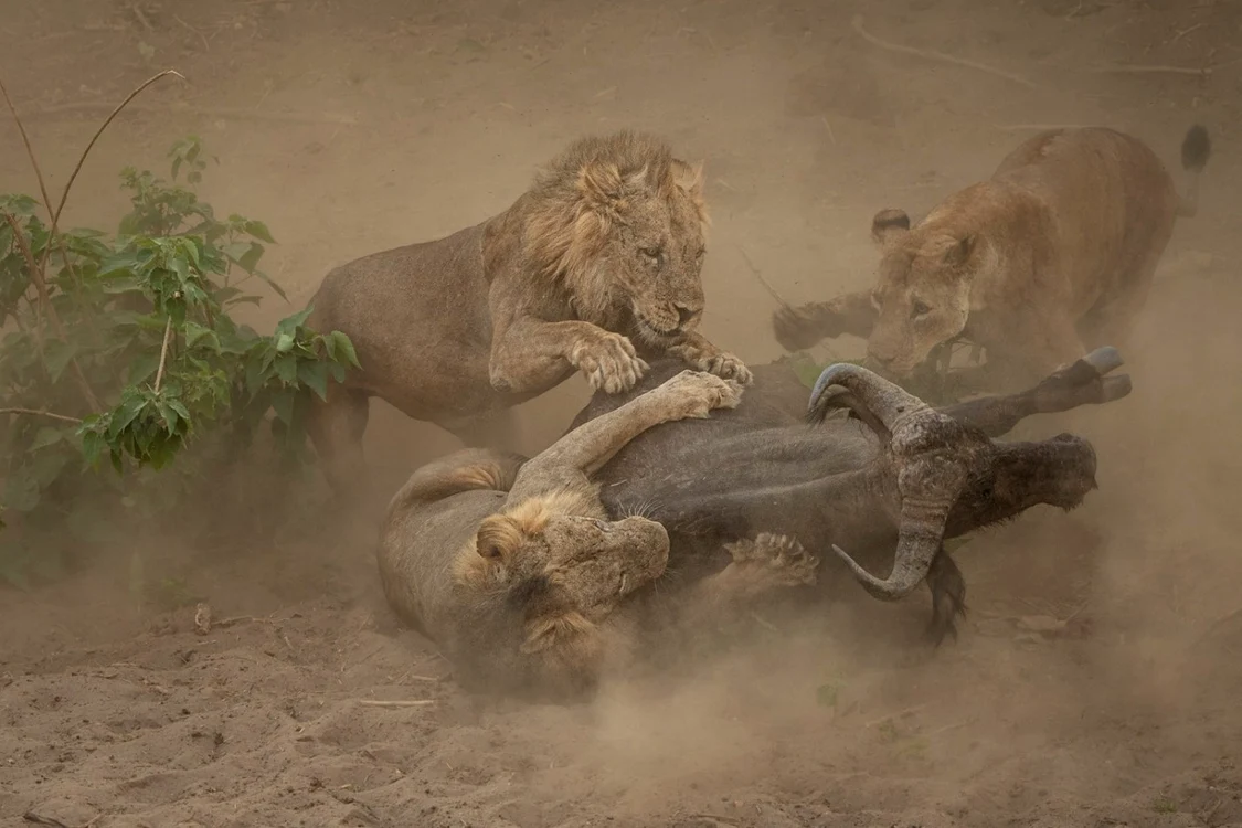 Bivolul dominant a salvat turma, dar a ajuns să fie încolţit de trei lei uriaşi. FOTO: Andrei Mihalca