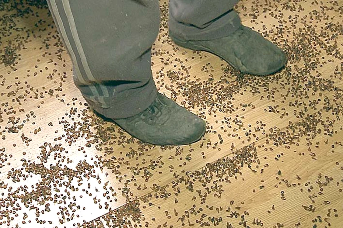 Casele au fost  invadate de insecte