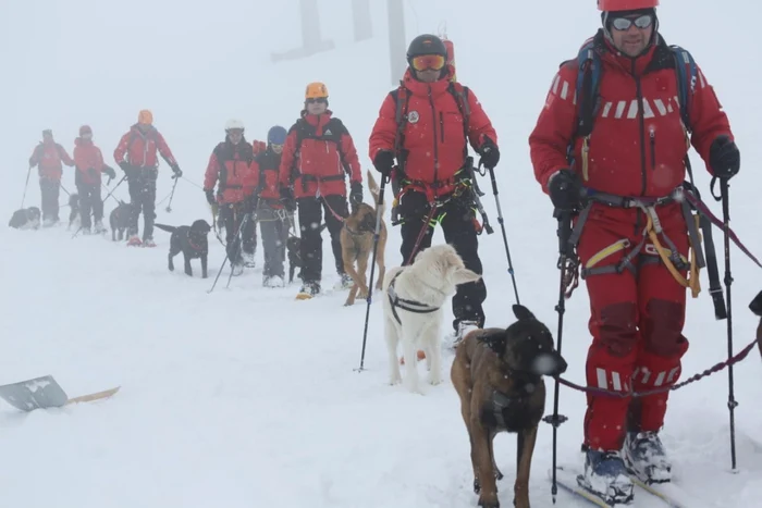 În România sunt deocamdată 21 de câini cu brevet pentru intervenţii în caz de avalanşă FOTO: Salvamont Argeş