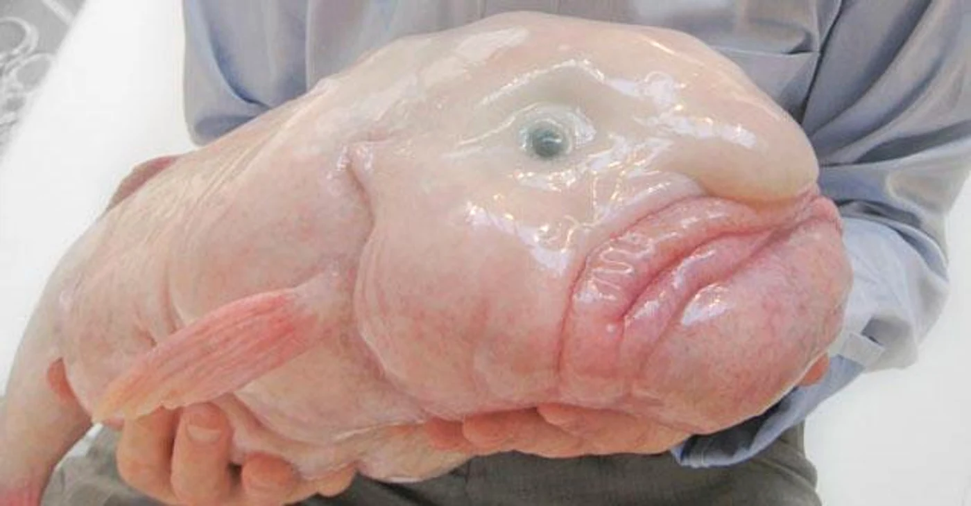 Blobfish a fost ales Peștele Anului în Noua Zeelandă FOTO: X
