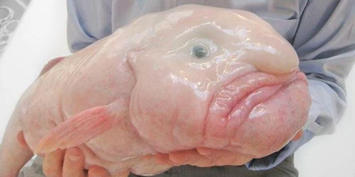 blobfish foto x jpg