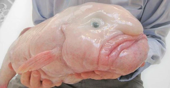 Blobfish a fost ales Peștele Anului în Noua Zeelandă FOTO: X