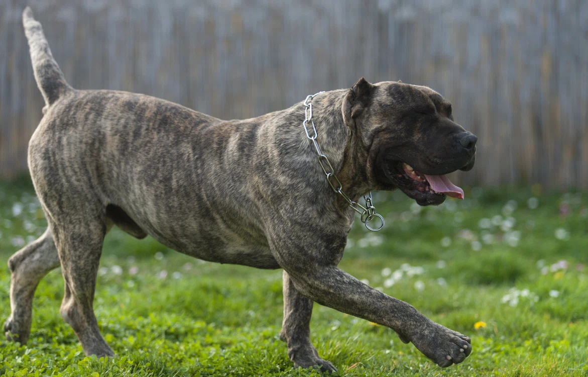 Presa canario este o rasă încadrată ca agresivăfoto: Shutterstock