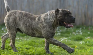 presa canario shutterstock 264167048 jpeg