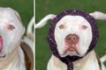 pitbull 1 fb jpg