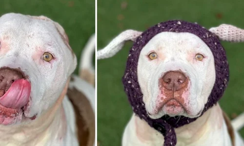 pitbull 1 fb jpg