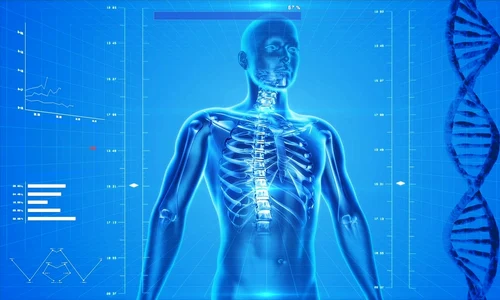 human skeleton 163715 1280 jpg