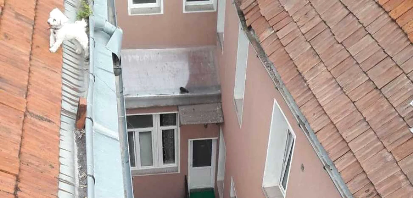 Nimeni nu ştie cum a ajuns căţeluşul pe acoperiş. FOTOISU Braşov.