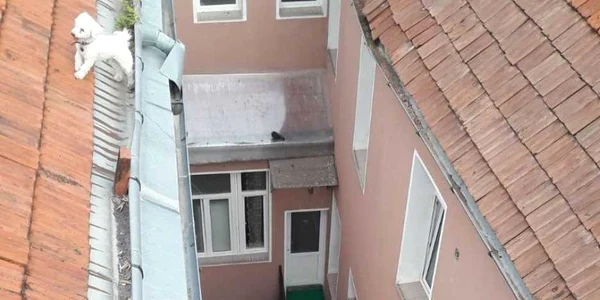 Căţel acoperiş