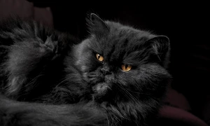 animal 1840495 1280 jpg