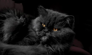 animal 1840495 1280 jpg