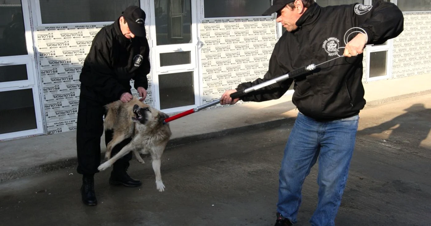 Autorităţile braşovene au scăpat de grija maidanezilor. Foto: Adevărul