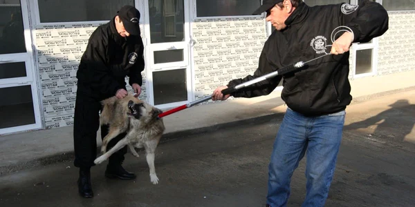 Autorităţile braşovene au scăpat de grija maidanezilor. Foto: Adevărul