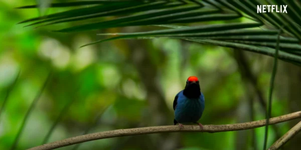 Captura Our Planet Foto via YouTube/Netflix
