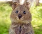 Quokka 2 jpeg