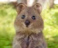 Quokka 2 jpeg