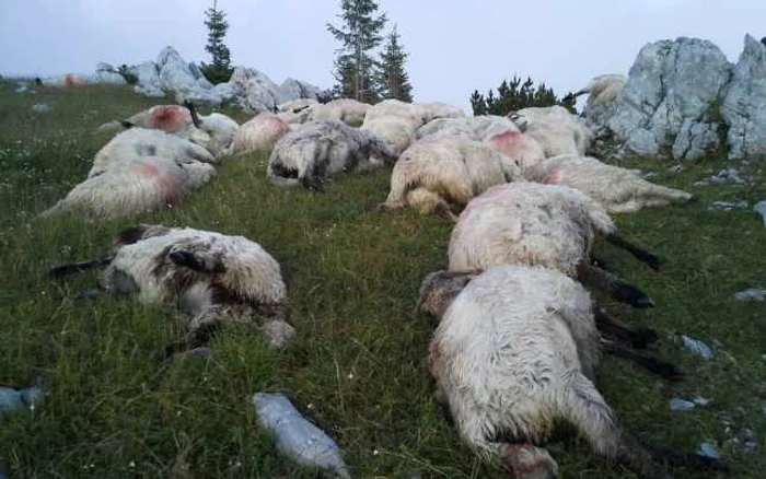 Cadavrele oilor vor fi adunate de pe munte. FOTO: Prefectura Hunedoarei.