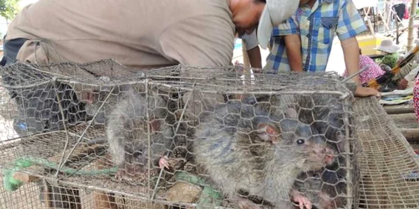 Exportul de carne de sobolan din Cambodgia FOTO BBC