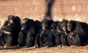 animals 9347357 1280 jpg