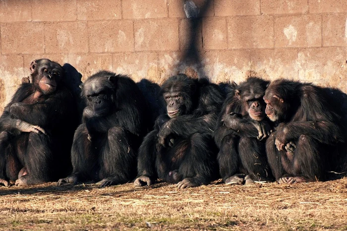 Cimpanzeii sunt extrem de inteligenți / foto: Pixabay