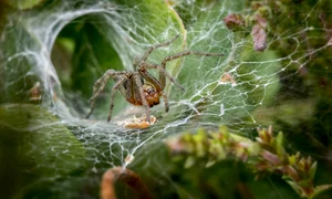 paianjen pixabay jpeg