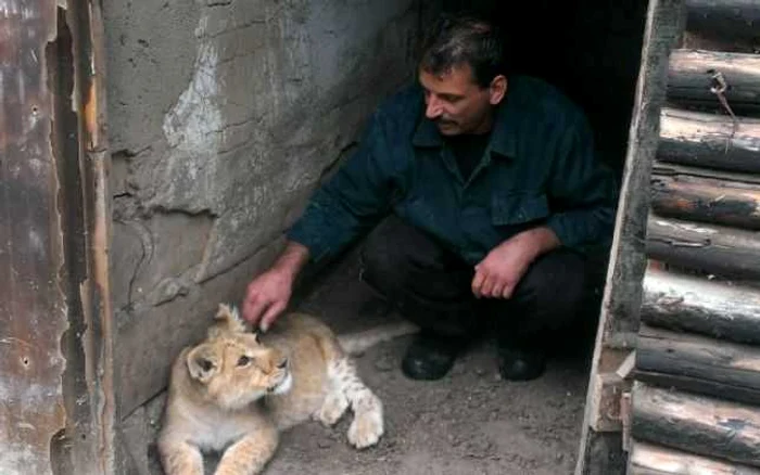 Puiul de leu a murit în urma unor probleme de sănătate Foto:Arhiva