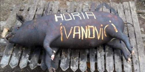 Fanii lui Dinamo îl ironizează pe Horia Ivanovici